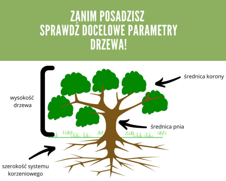 Na obrazku drzewo pokazana wysokość drzewa, średnica pnia, szerokość systemu korzeniowego,